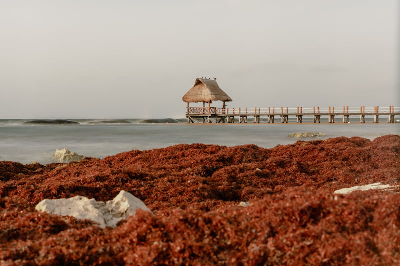 Sargassum on another beach (not in Isla Mujeres)