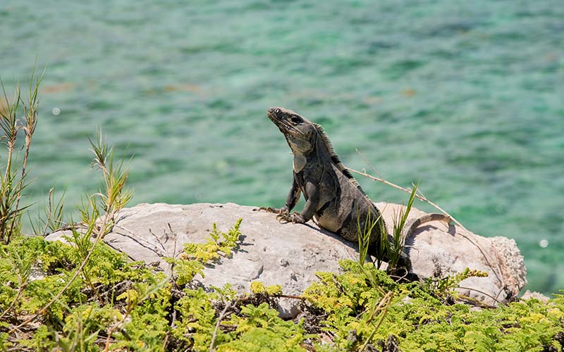 Iguana perched on a rock in the sun in Isla Mujeres