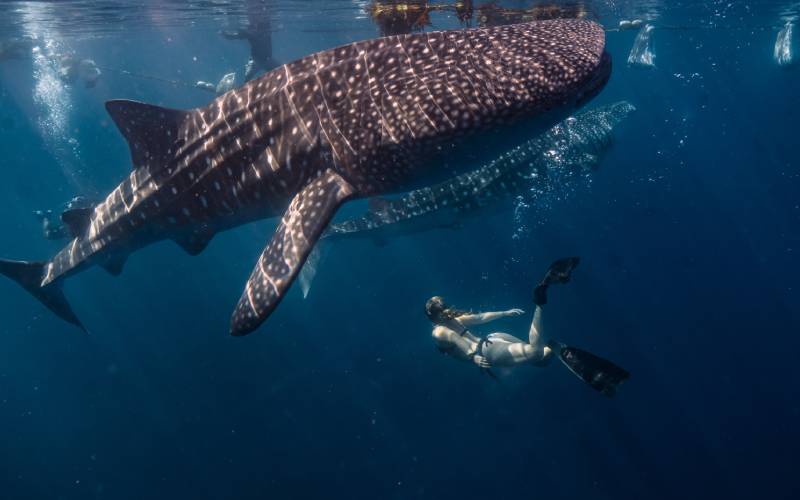 Whale Shark Swim Tour Person swimming with whale sharks