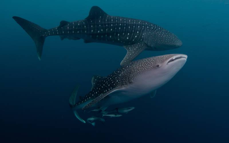 Whale sharks isla mujeres Two whale sharks swimming together
