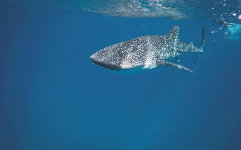 Swimming with whale sharks Whale shark swimming solo