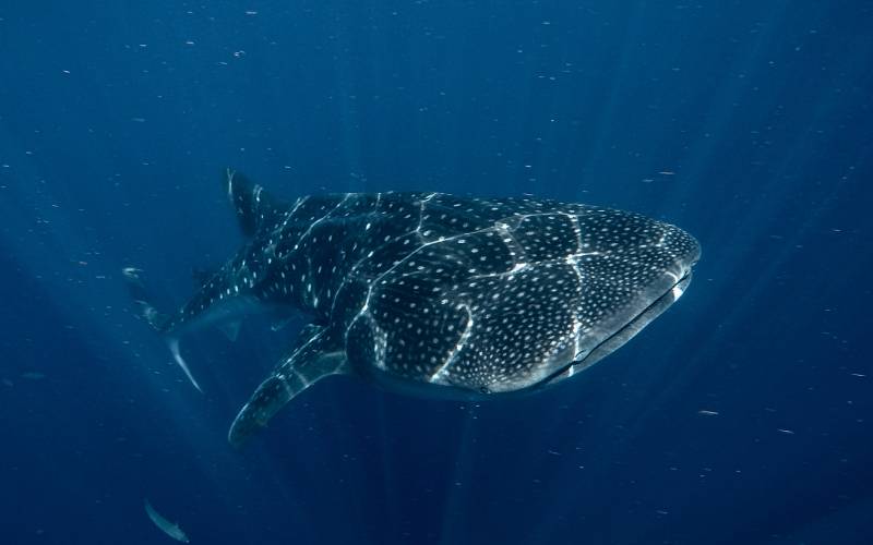 Whale shark Isla Mujeres Whale shark swimming solo