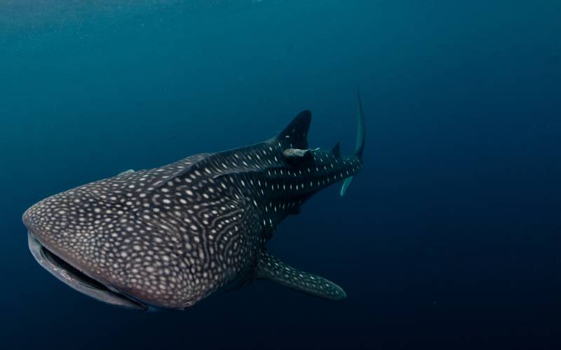 Whal shark swimming Whale shark swimming on its own