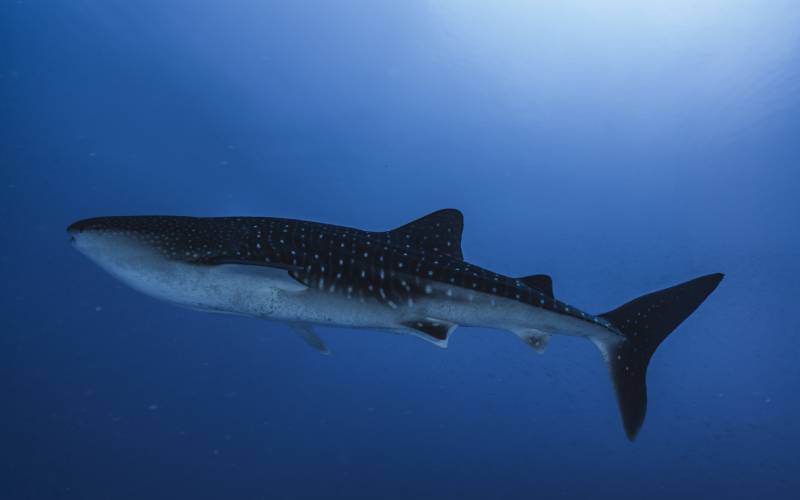 Whale shark Isla Mujeres Whale shark swimming solo
