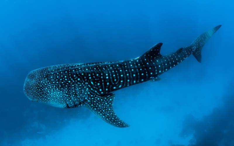 Whale sharks isla mujeres Person swimming with whale sharks