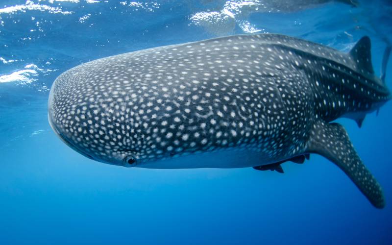 Swimming with whale sharks Whale shark swimming in turquoise water