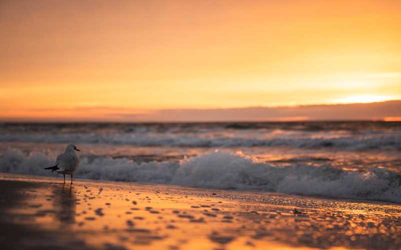 Bird on the shore of the beach with an orange sunset.
