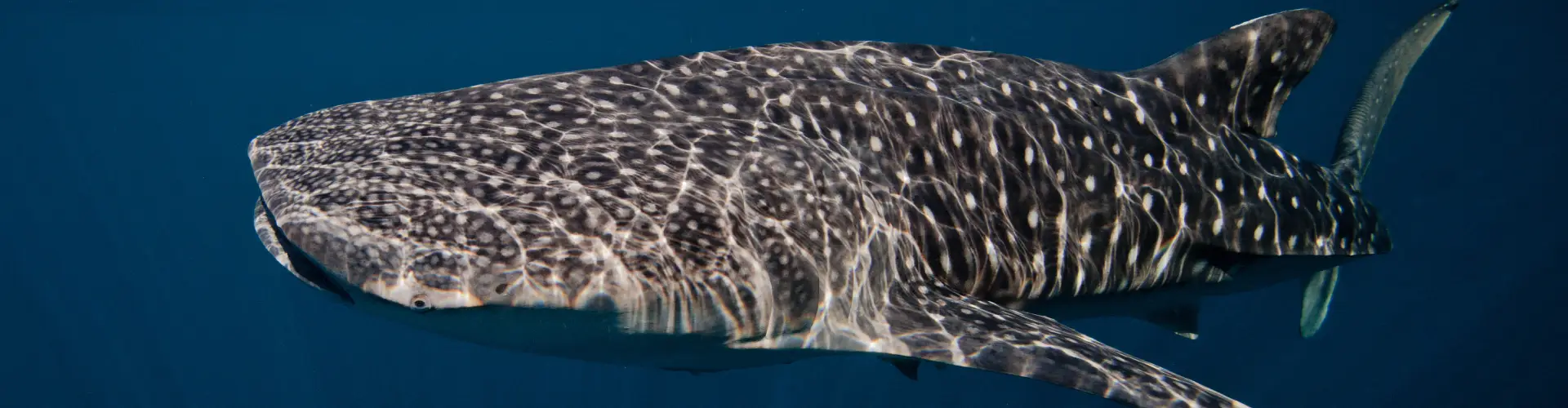 whale sharks in isla mujeres