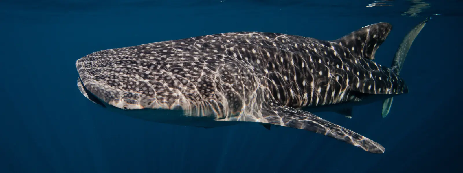 whale sharks in isla mujeres