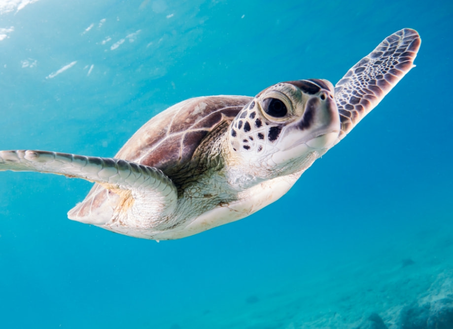 Tortuga de la Tortugranja ubicada en Isla Mujeres