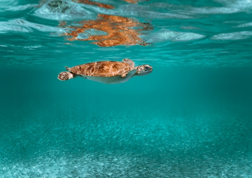 Turtle swimming in Isla Mujeres waters
