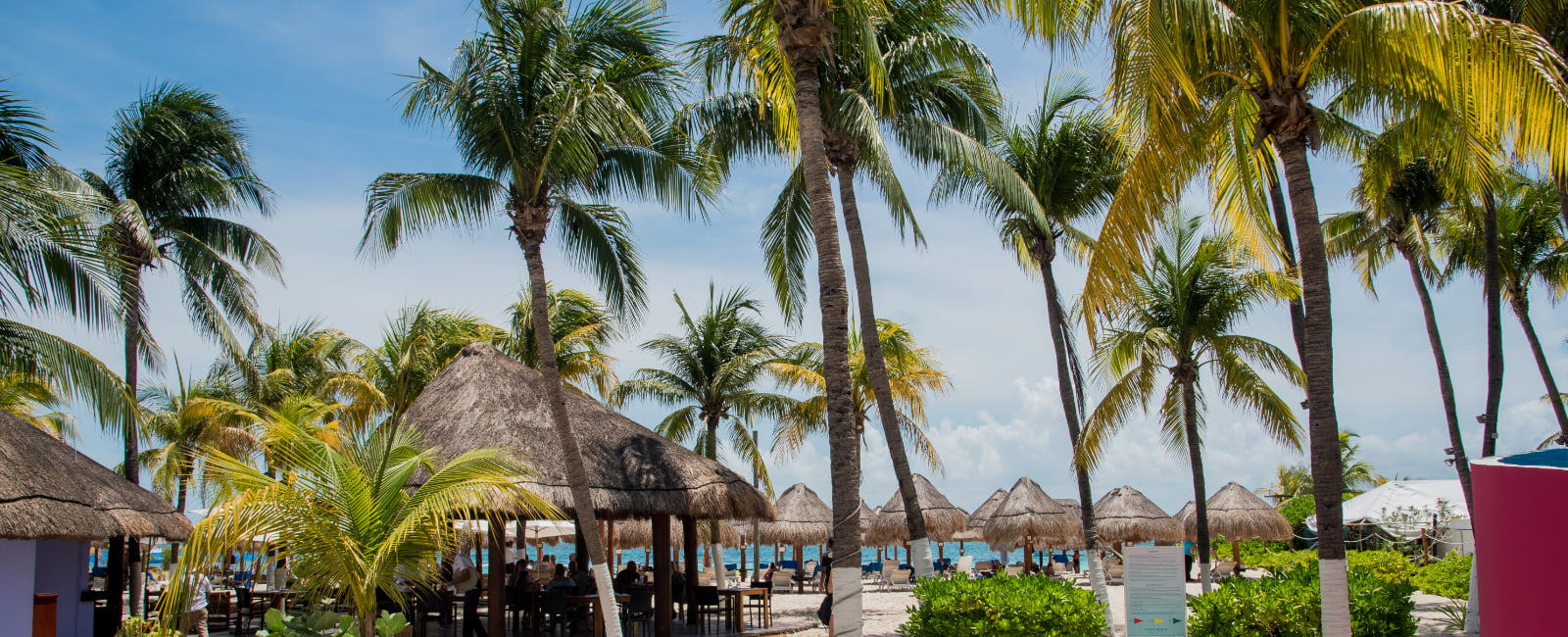 Palm trees and beach huts