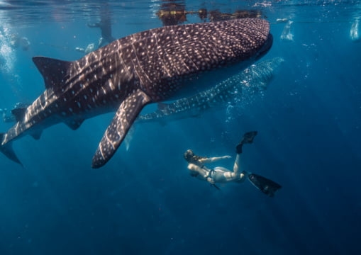  Woman snorkeling next to a whale shark