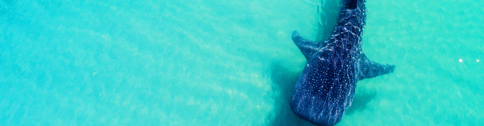 Offer Whale Sharks